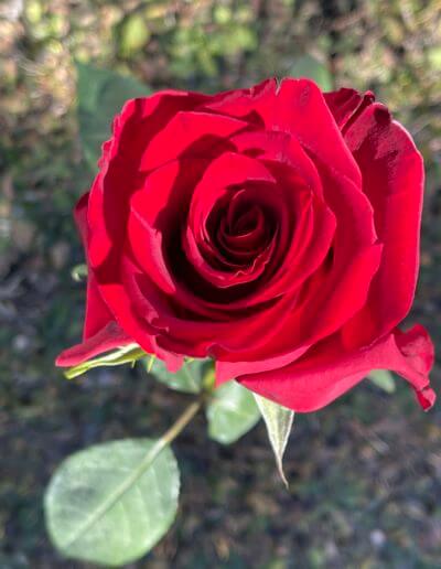 Photo d'une rose rouge