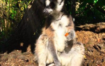 Après-midi au parc animalier Challandes