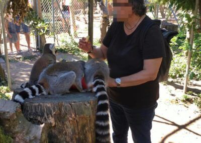 Personne donnant a manger a un groupe de lémuriens